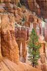 Ponderosa pine and hoodoos Bryce Canyon National Park, Utah. Art Print